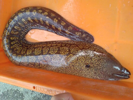 Lampreia???
